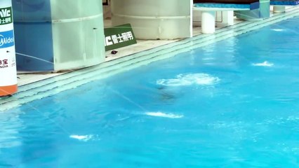 He Zi 何姿, post Guo Jingjing 郭晶晶? a lovely Chinese diver 01 / 04