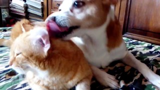 BAMBI, MY DOG CLEANING CAT'S EARS