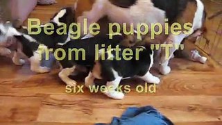 Beagle puppies six weeks old