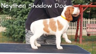 Irish Red and White Setter - Neythen Shadow Dog