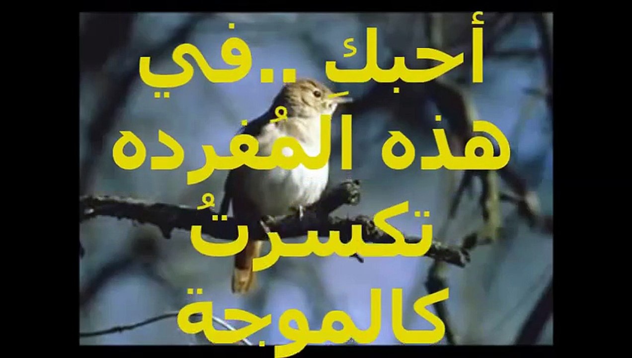 احبك.. ابراهيم صبرا