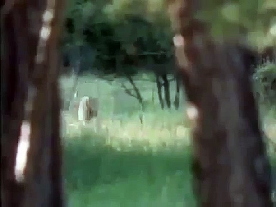 THE AMERICAN BLACK BEAR - Discovery Animals Nature (full documentary)