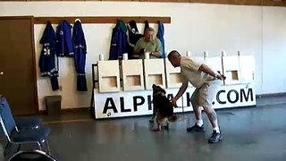 Detection Dog Training