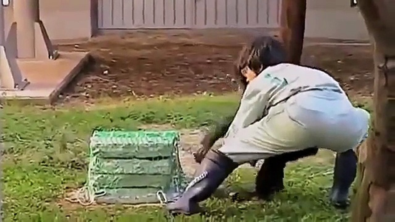 NOVA   APE GENIUS   Discovery Animals Documentary 360p