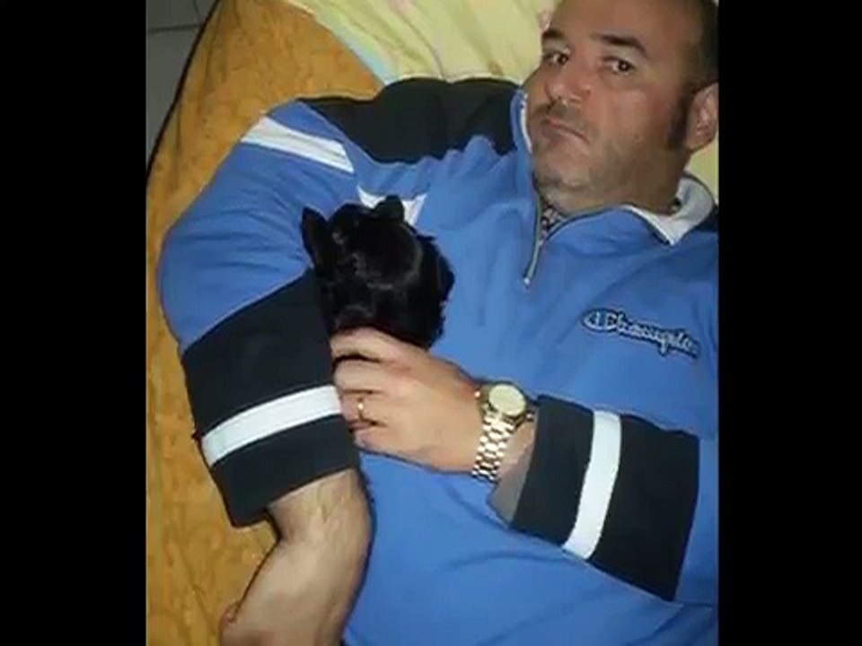 Cocker Spaniel nero dai 35 giorni ai 6 mesi ;)