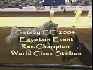 2003 Straight Egyptian Stallion, Cherokees Tornado