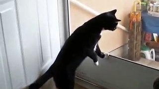 Cat: Escape Artist