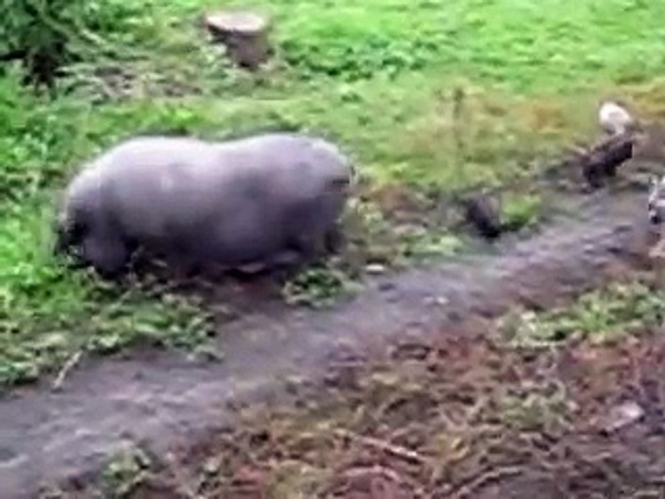 вьетнамские поросята (два опороса сентября 2013)