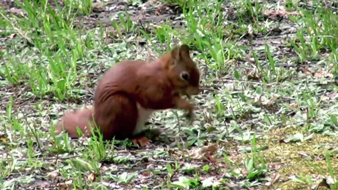 Eichhörnchen A
