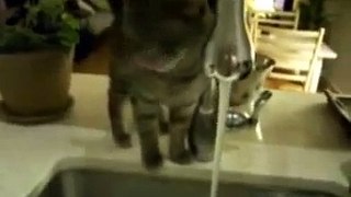 Cat gets drink of water the hard way