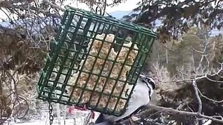 Colorado birds at suet feeder