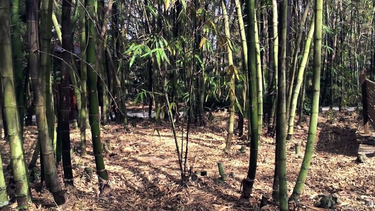 The Japanese Culture - Morikami Museum and Japanese Gardens