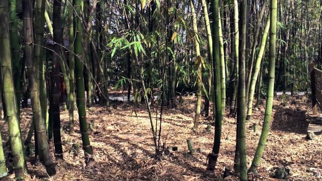 The Japanese Culture - Morikami Museum and Japanese Gardens