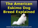 American Eskimo Dog Breed Explained