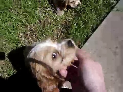 Crazy Cocker Spaniel Puppies!