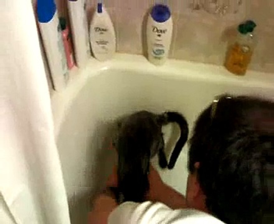 bañando al gato