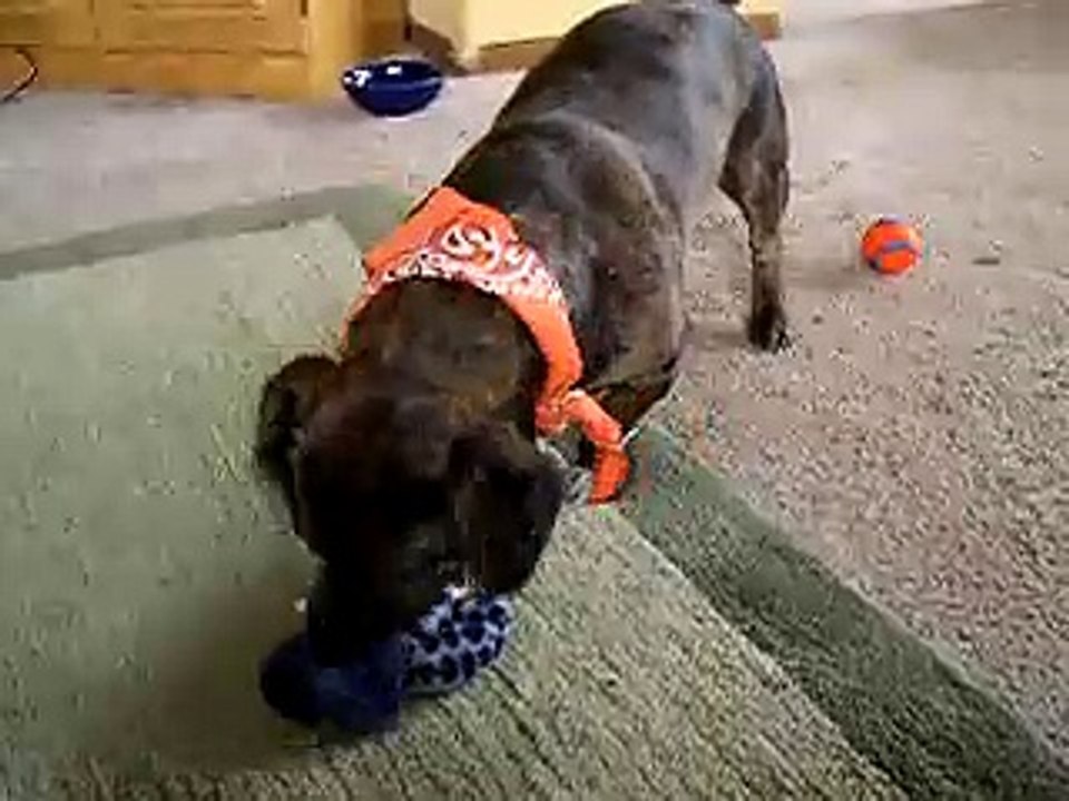 Pitbull-dachshund mix blue eyes