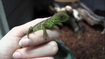 Baby Chinese Water Dragons