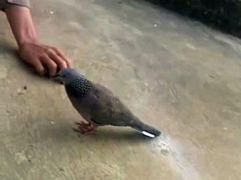 bán chim cu gáy cực thuần nuôi thả