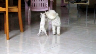 White Chihuahua and White Toy Poodle 2
