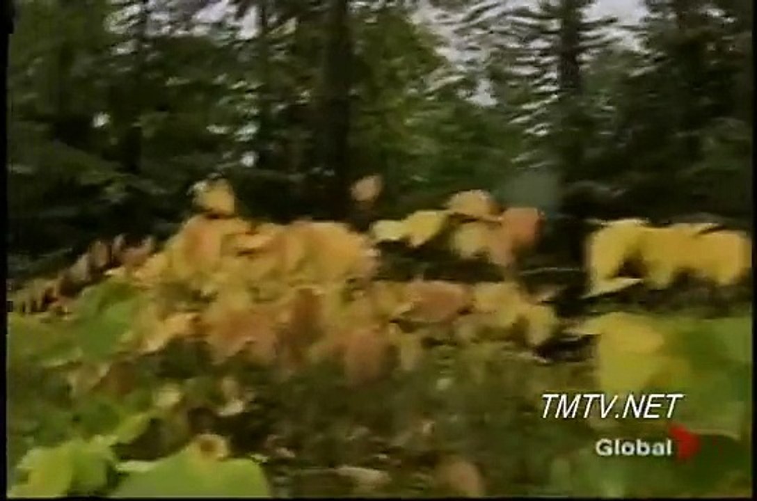 Bear Attacks - Man Kills Bear With Rock - TMTV Kootenays