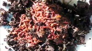 Red wiggler (Eisenia Fetida) harvest