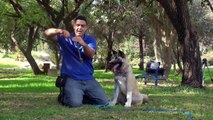 אילוף כלבים סרטון מתנה - לימוד כלב לעזוב חפץ