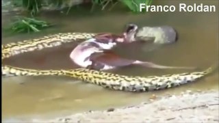 Impresionante!! Anaconda vomita una vaca | Awesome! Anaconda throws a cow