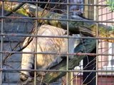 Manul Jonathan in winter coat: climbing the resting place