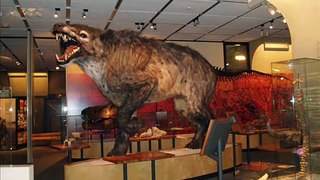 Andrewsarchus Mongoliensis- Largest terrestrial mammal carnivore