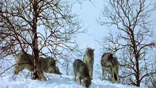 Wolves-Fight