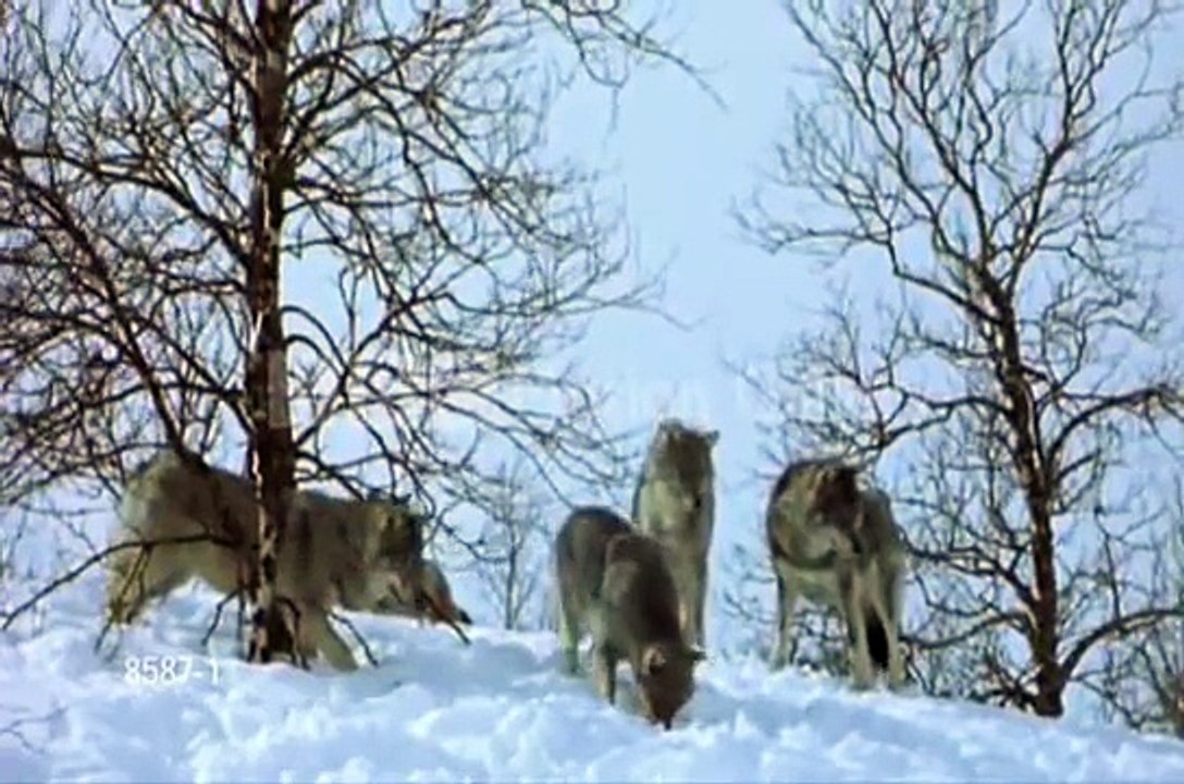 Wolves-Fight