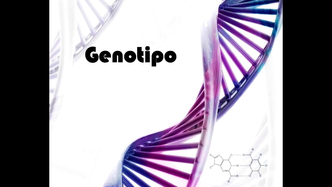 Fenótipo e Genótipo (experiência)