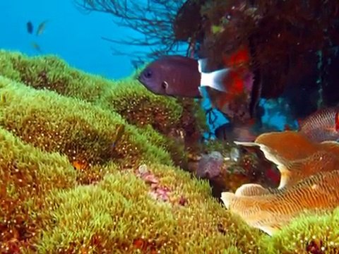 Diving the Raja Ampat Islands of Indonesia with SOLO part 1