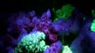 Night Dive Fluorescence HiTec  LEDs corals Rotes Meer Reef Check