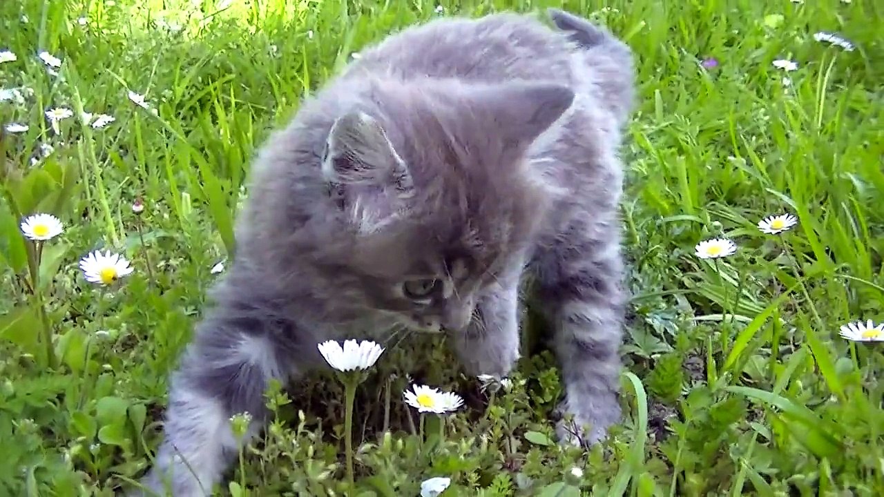 CHATON ANGORA 1 MOIS ET DEMI GRIS PREMIERE DECOUVERTE DU JARDIN