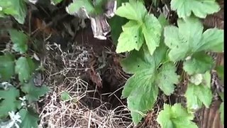 Egel verhuist nest - hedgehog moves nest