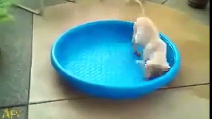 Funny dogs The humorous situations of puppy