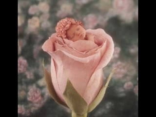 Video anne geddes fait par séverine