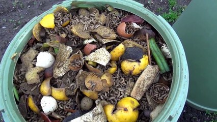 アメリカミズアブの幼虫 コンポストに大量発生 black soldier fly