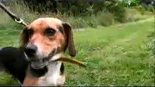 Beagle