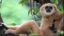 Amazon Rainforest Wildlife Documentary - 'An Untamed Wilderness' HD