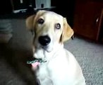 Best dog tricks ever - Bella yawns on command