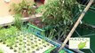 Urban Farming Homsteading, Aquaponics Philippines, MADE Growing Systems July 2012 Update