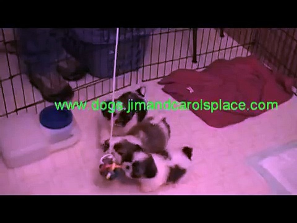 Shih Tzu puppy play