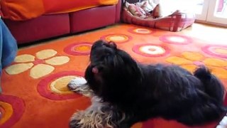 Tibetan terrier singing - Doegar MiniMiss - Yemaya Assessu - Deva Premal