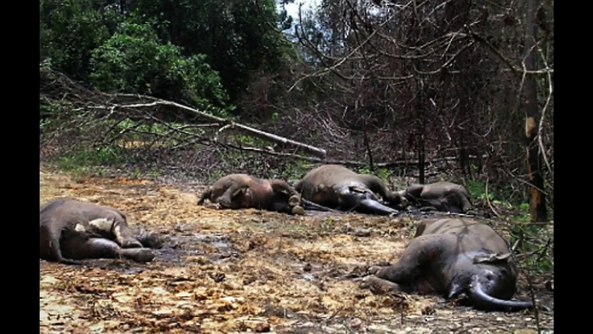 ⁣Elephants close to Extinction