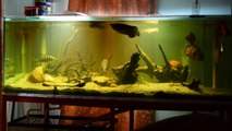 Monster Fish Aquarium 270 gallons/1000ltr