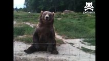 Cuddly bear waves hello