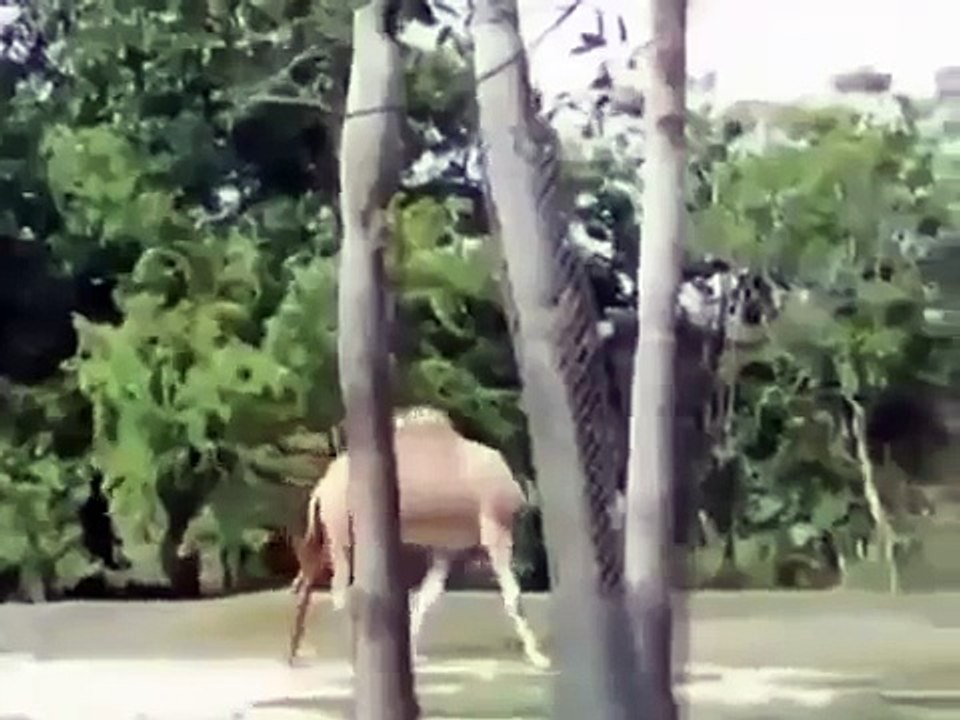 Best Epic and Funny Animal Videos C